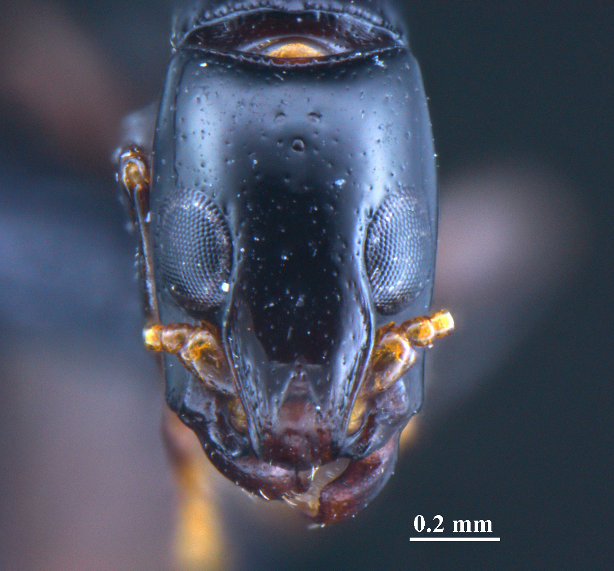 Pristomyrmex pangantihoni frontal