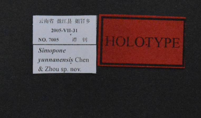 polyrhachis-boltoni label