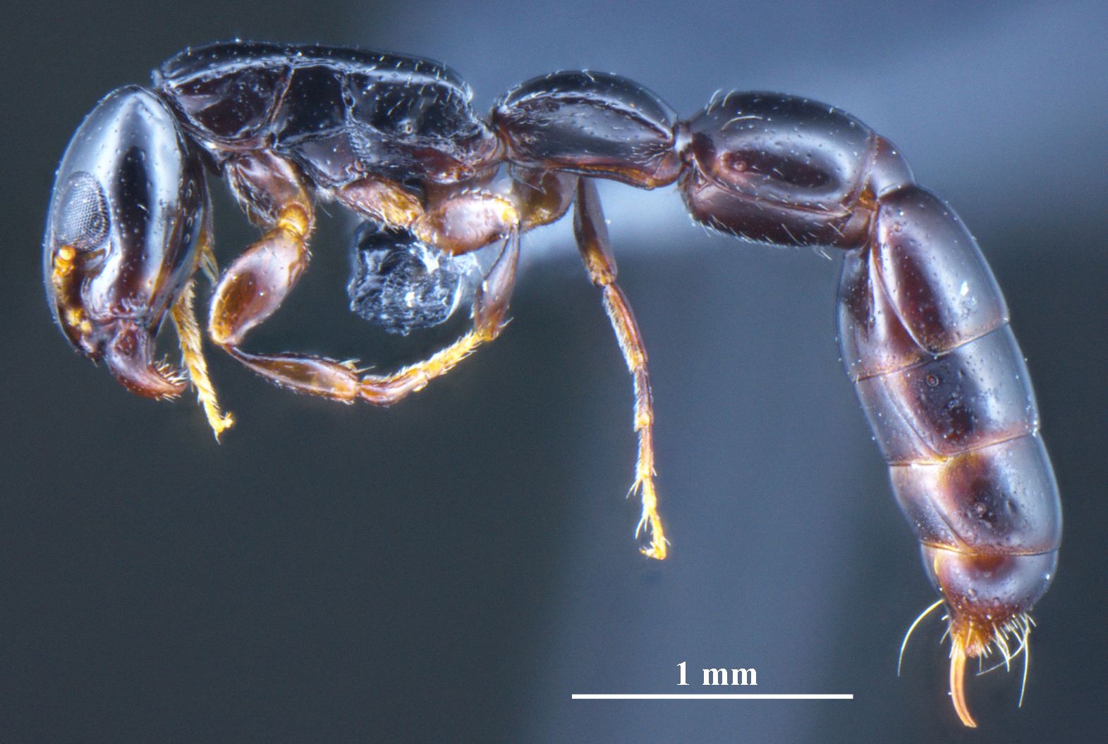 Pristomyrmex pangantihoni lateral