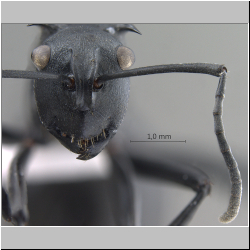 Polyrhachis