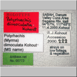 Polyrhachis dimoculata Kohout 2013