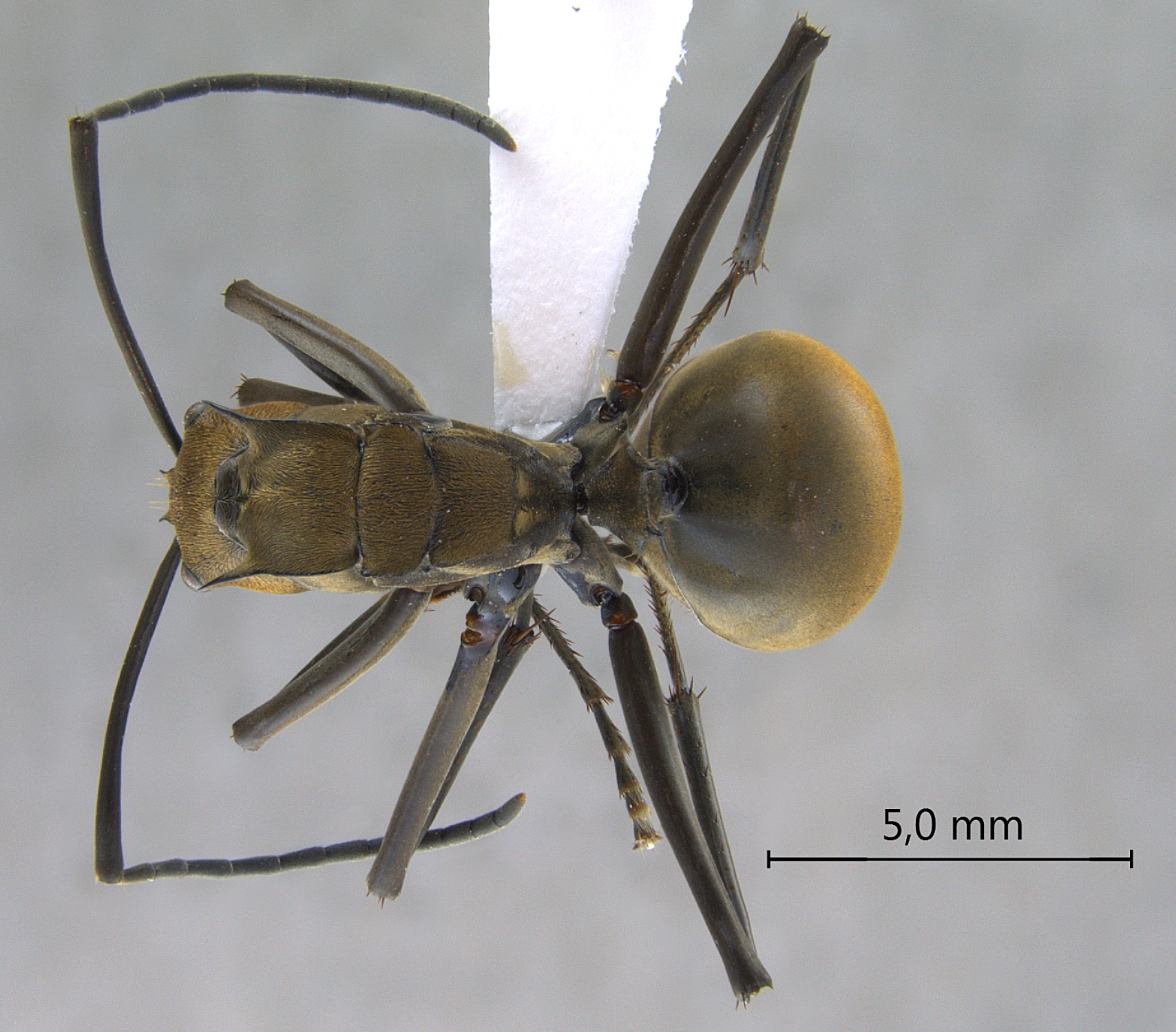  Polyrhachis (Myrma) sp. a dorsal