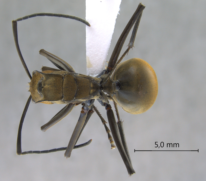 Polyrhachis (Myrma) sp. a dorsal