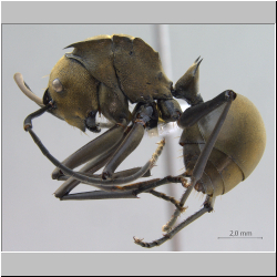  Polyrhachis (Myrma) sp. a 