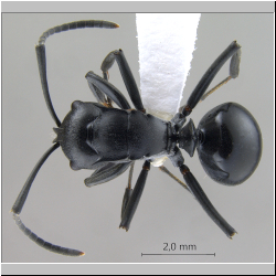 Polyrhachis (Myrma) sp. b  lateral
dorsal