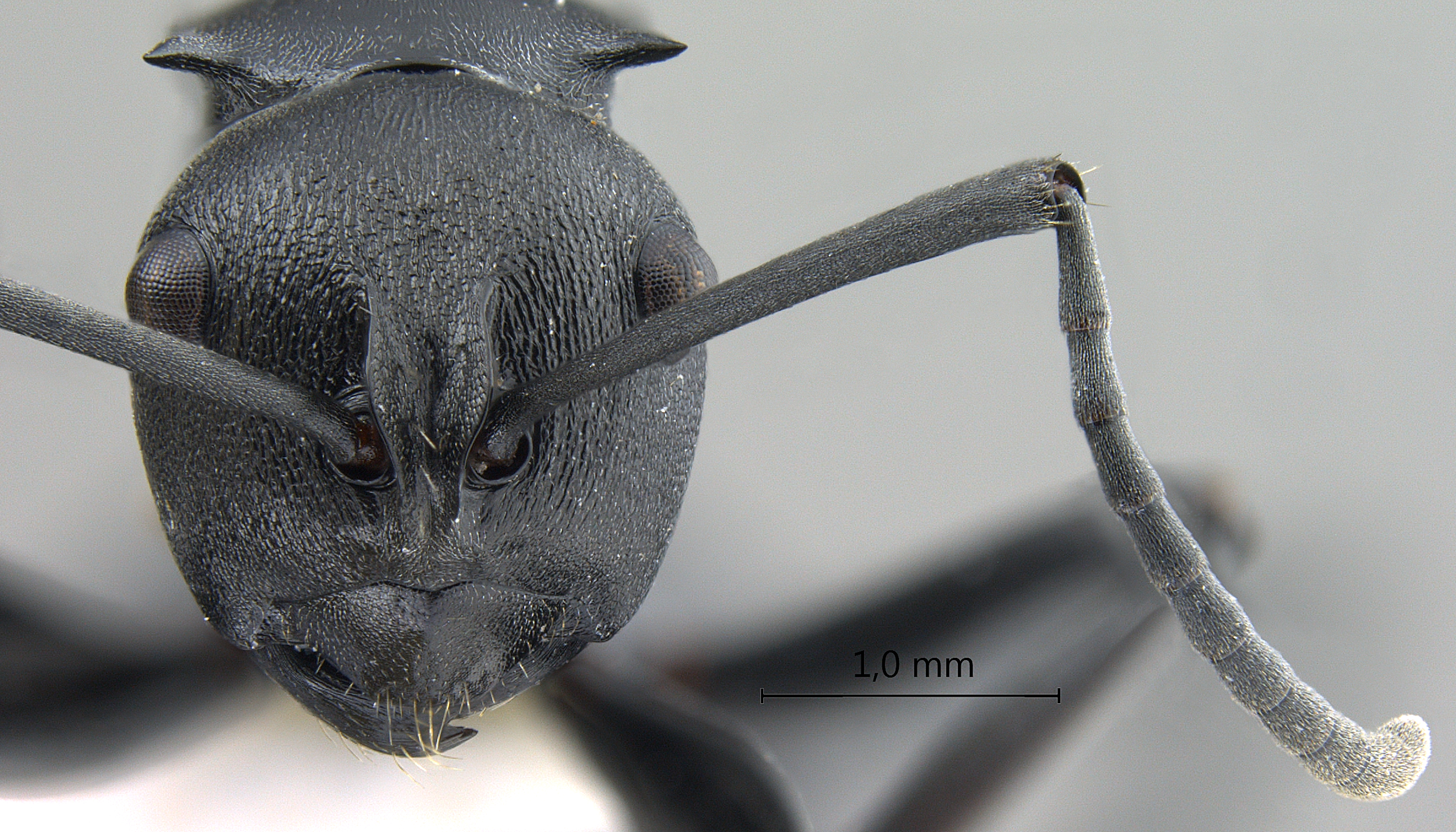 Polyrhachis (Myrma) sp. b frontal