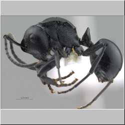  Polyrhachis (Myrma) sp. b 