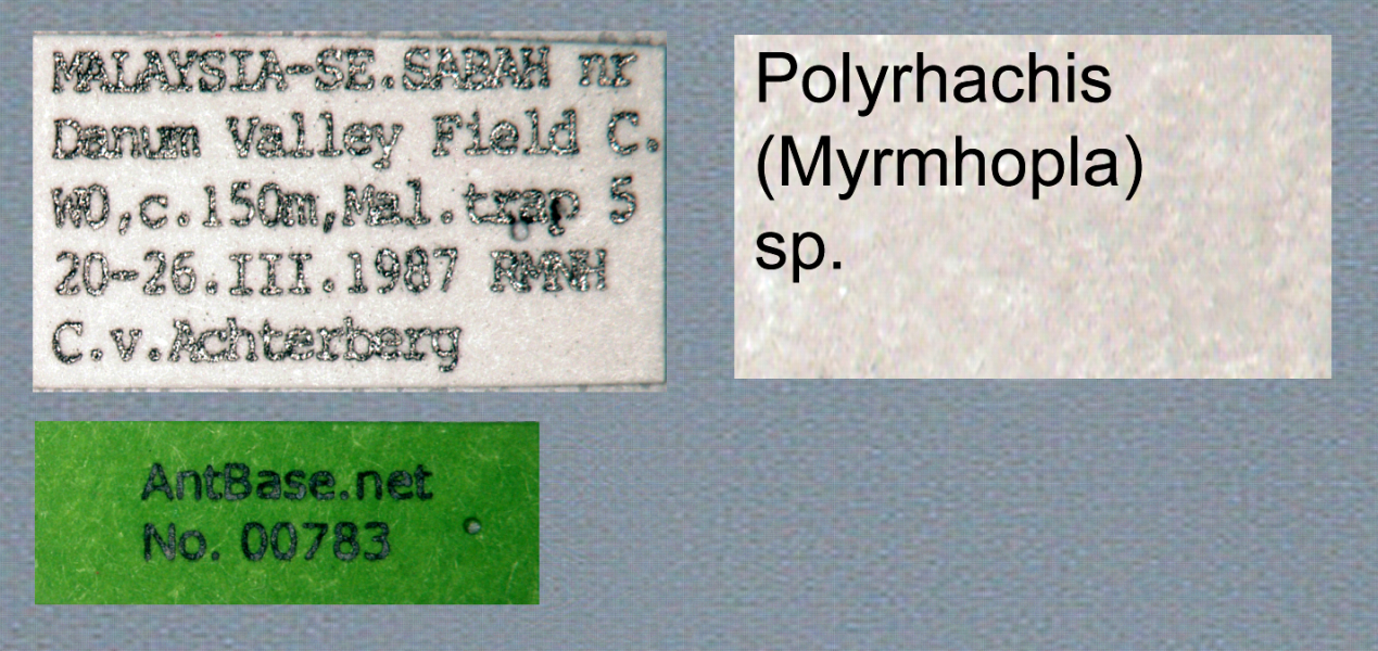 Polyrhachis (Myrma) sp. c label