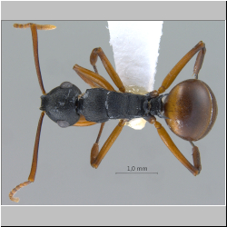 Polyrhachis (Myrmatopa) sp. a  lateral
dorsal