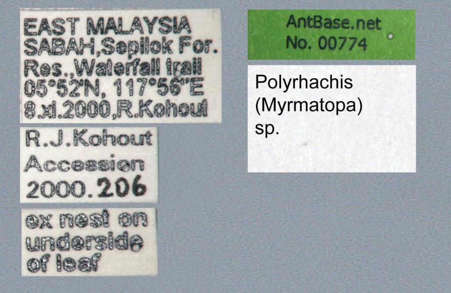 Polyrhachis (Myrma) sp. c label