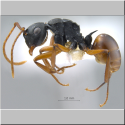  Polyrhachis (Myrmatopa) sp. a 