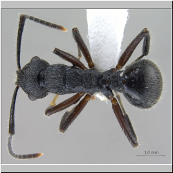 Polyrhachis (Myrmatopa) sp. b  lateral
dorsal