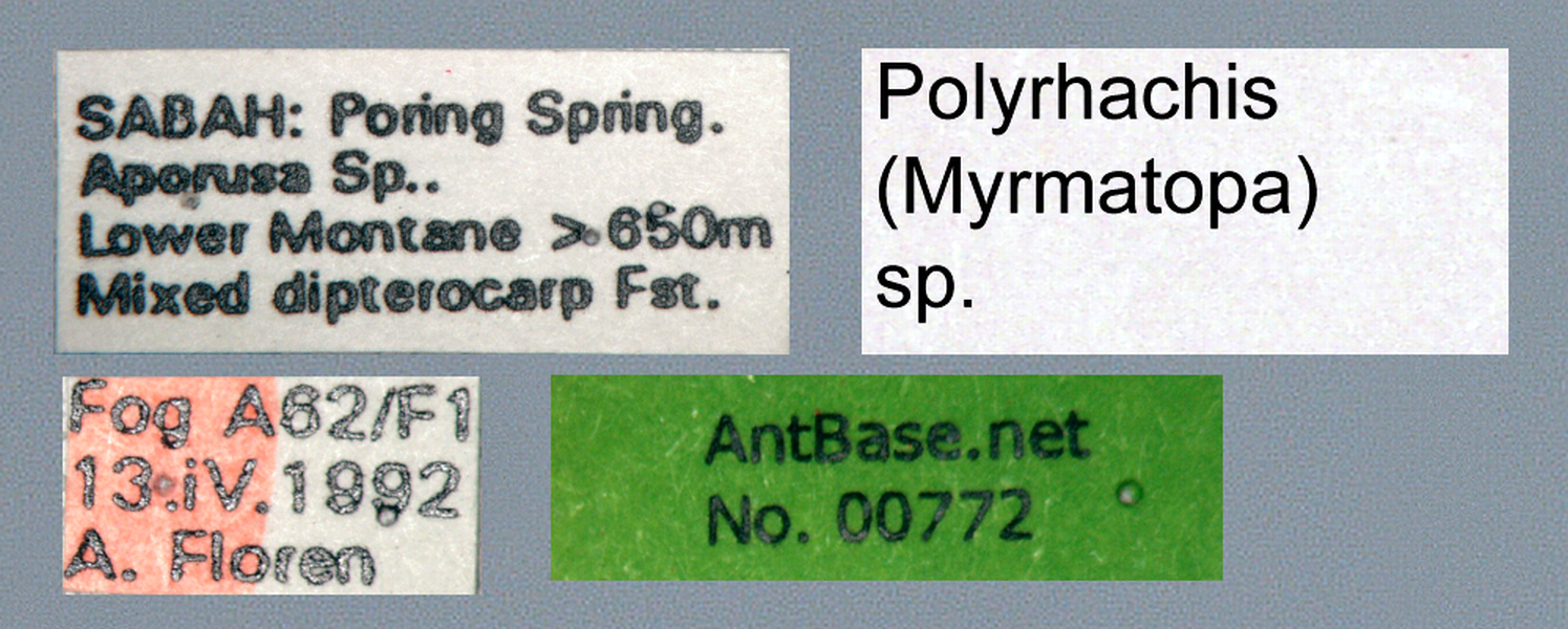 Polyrhachis (Myrma) sp. c label