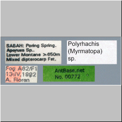 Polyrhachis (Myrmatopa) sp. b
