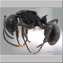  Polyrhachis (Myrmatopa) sp. b 