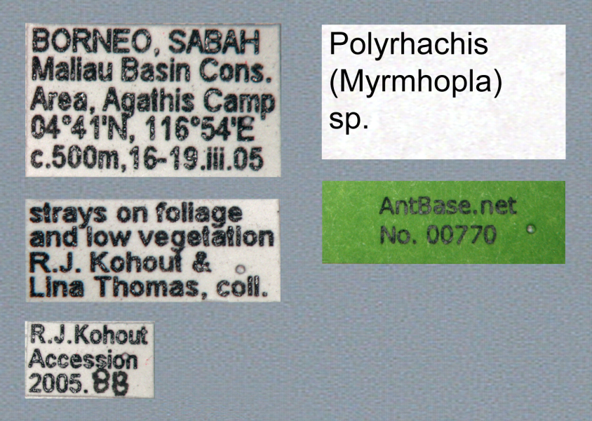 Polyrhachis (Myrma) sp. c label