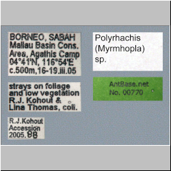 Polyrhachis (Myrmhopla) sp. a