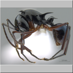  Polyrhachis (Myrmhopla) sp. a 