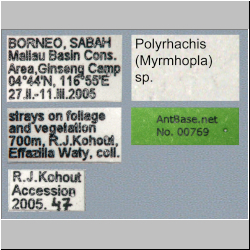 Polyrhachis (Myrmhopla) sp. b