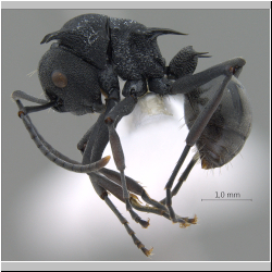  Polyrhachis (Myrmhopla) sp. b 