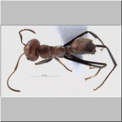 Colobopsis explodens Laciny & Zettel 2018 