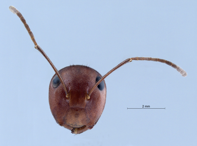 Colobopsis explodens frontal