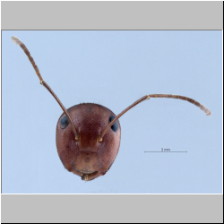 Colobopsis