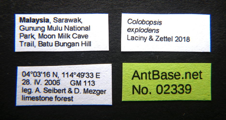 Colobopsis explodens label