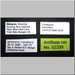 Polyrhachis cryptoceroides  Laciny & Zettel 2018 