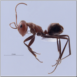 Colobopsis explodens  Laciny & Zettel 2018 