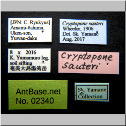 Cryptopone sauteri (Wheeler, 1906)
label
