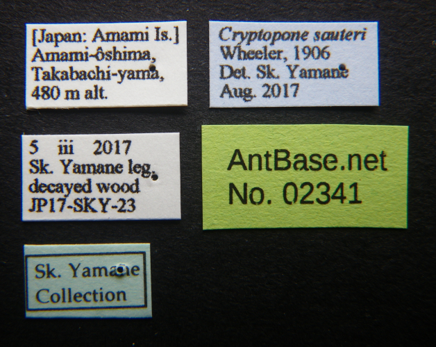 Cryptopone sauteri label