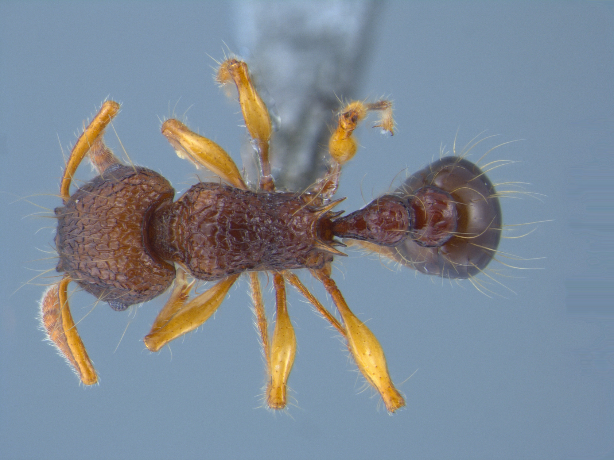 Tetramorium flagellatum