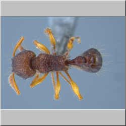 Tetramorium flagellatum (Wheeler, 1906)  