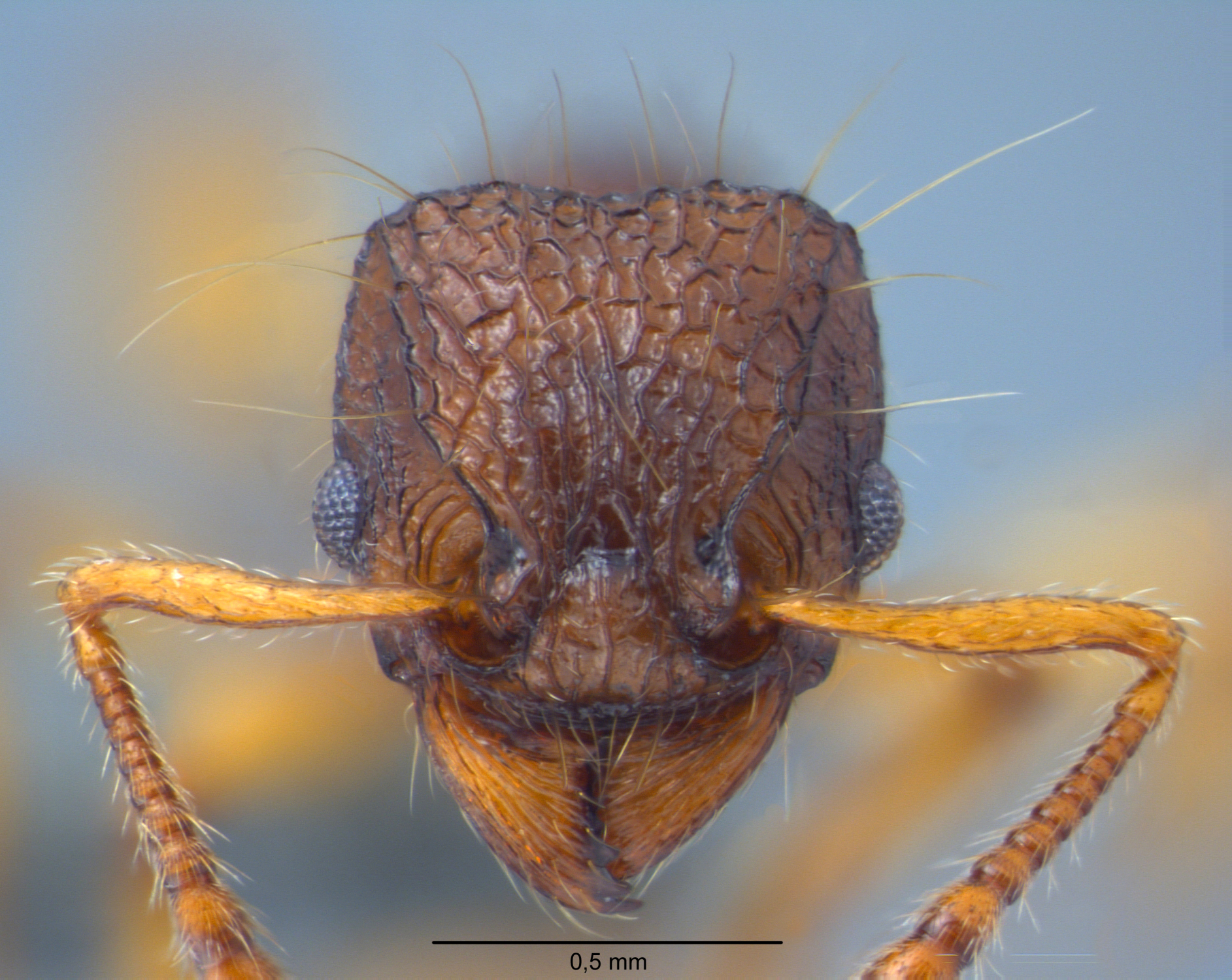 Tetramorium flagellatum