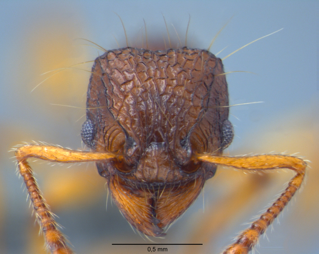 Tetramorium flagellatum frontal