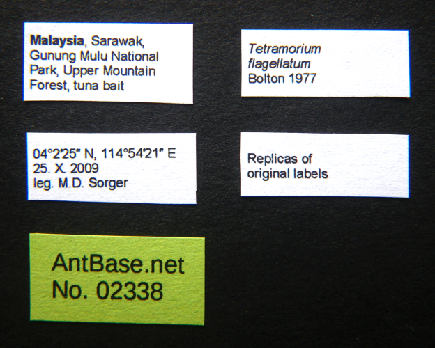 Tetramorium flagellatum label
