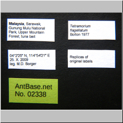 Tetramorium flagellatum (Wheeler, 1906)
label