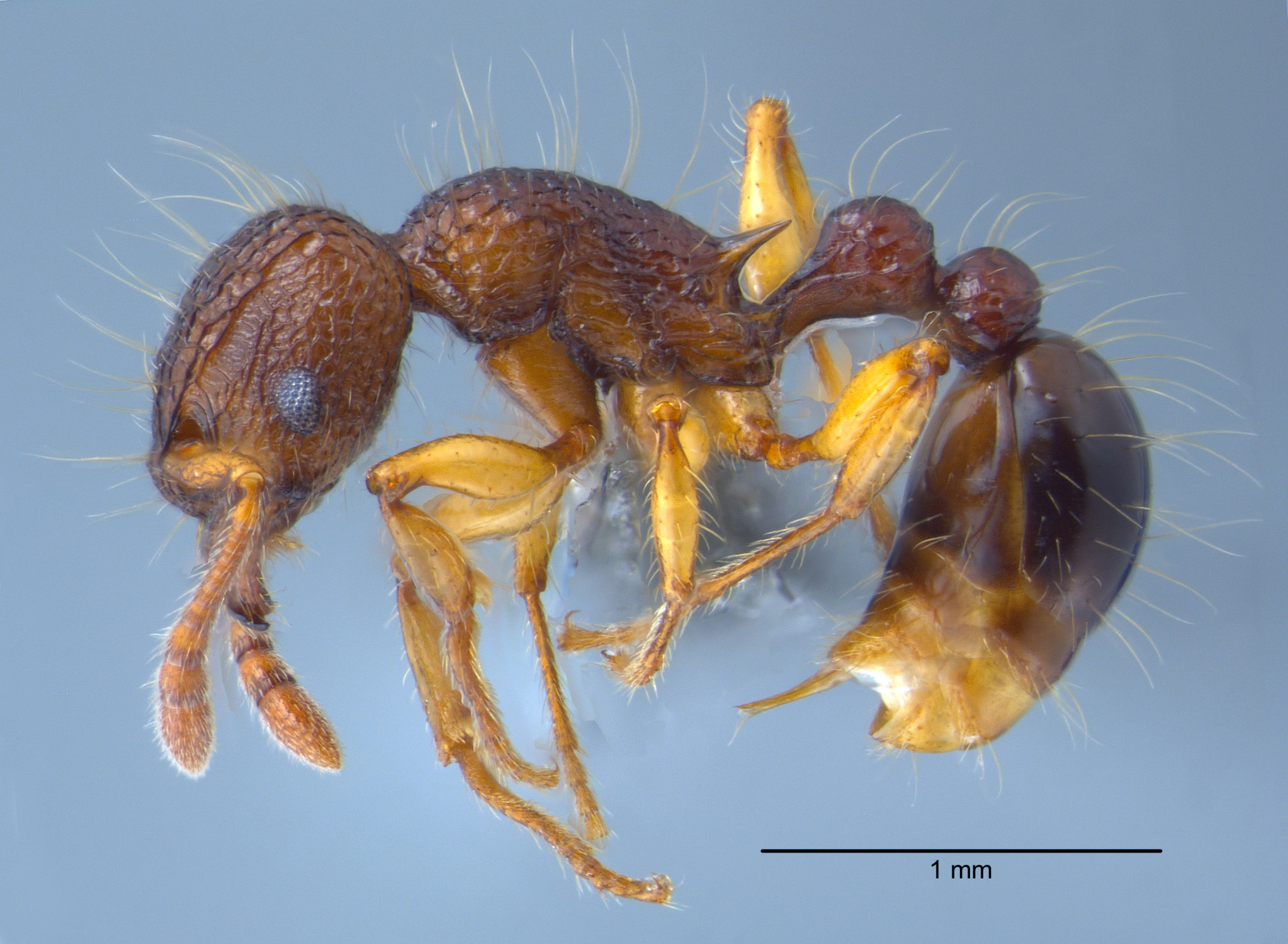 Tetramorium flagellatum lateral