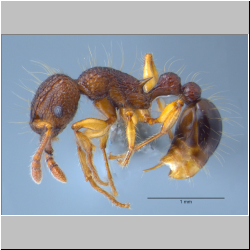 Tetramorium flagellatum  (Wheeler, 1906)  