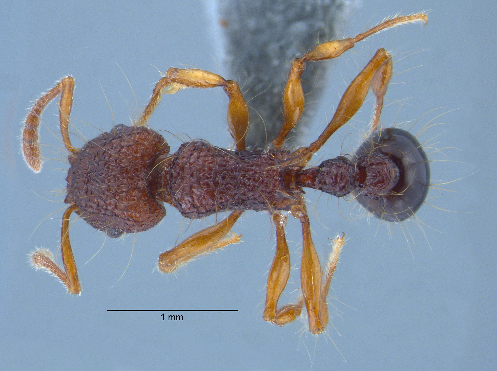 Tetramorium lucyae