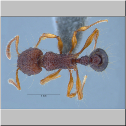 Tetramorium lucyae Sorger, 2011  