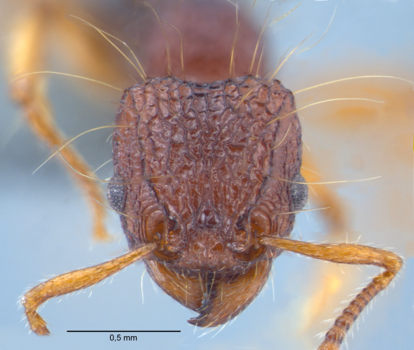 Tetramorium lucyae frontal