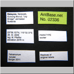 Tetramorium lucyae Sorger, 2011
label