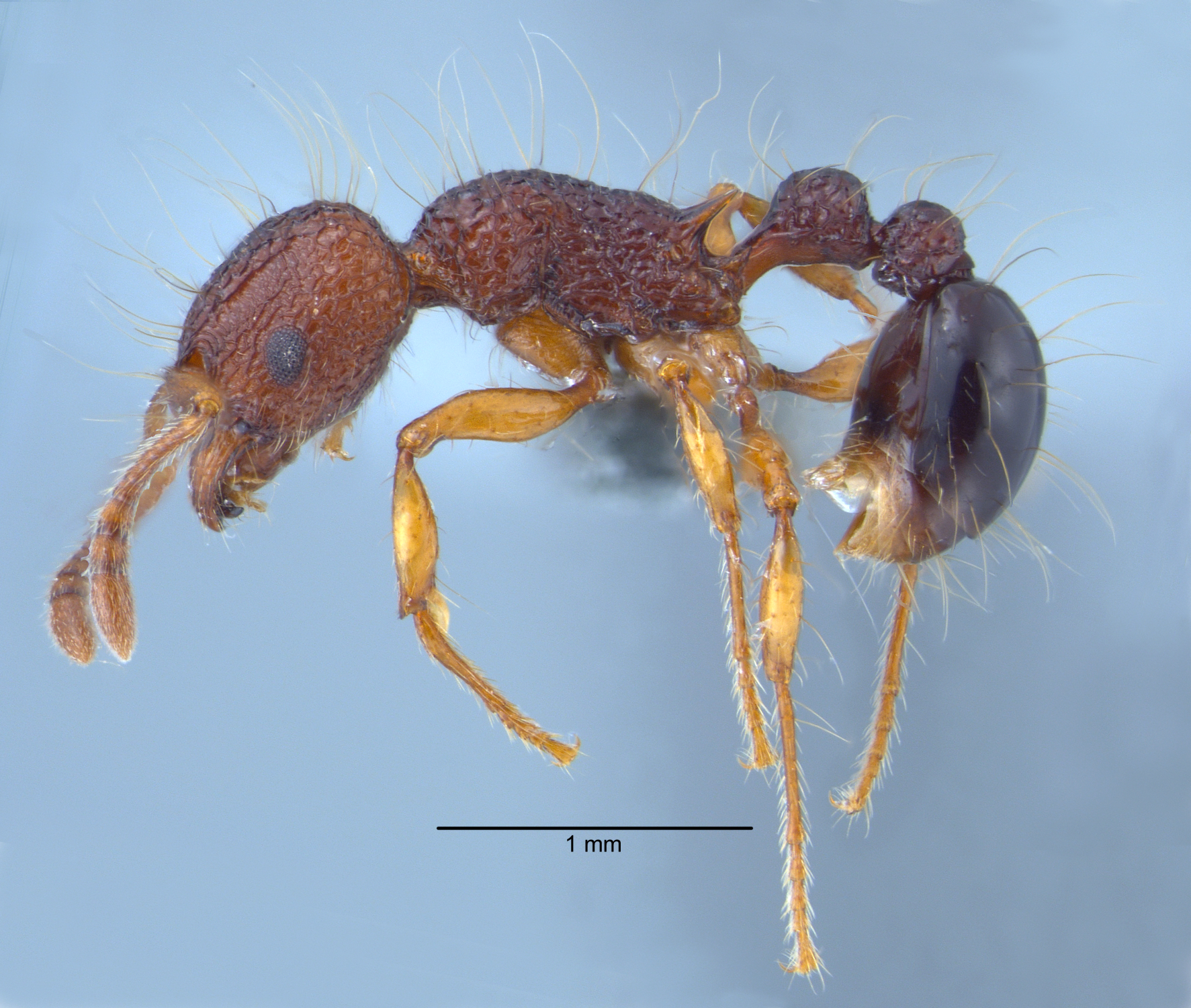 Tetramorium lucyae lateral