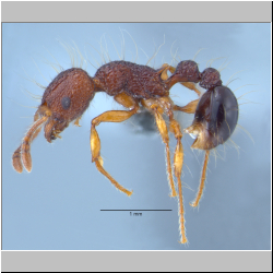 Tetramorium lucyae  Sorger, 2011  