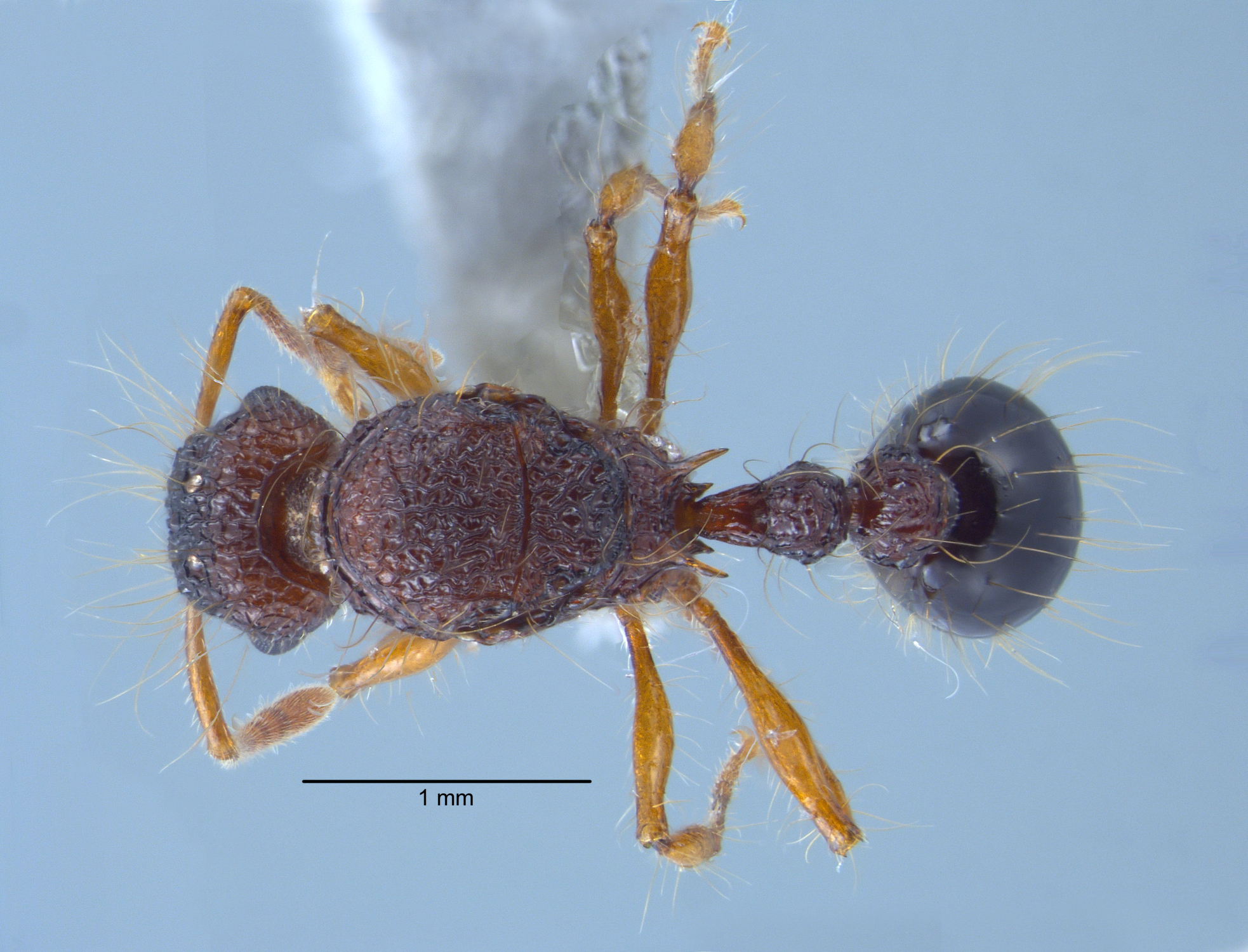 Tetramorium lucyae