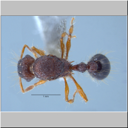 Tetramorium lucyae Sorger, 2011  