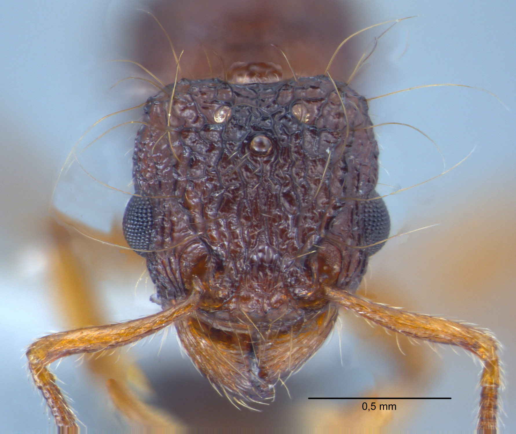 Tetramorium lucyae