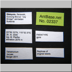 Tetramorium lucyae Sorger, 2011
label